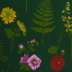 Fern and Floral